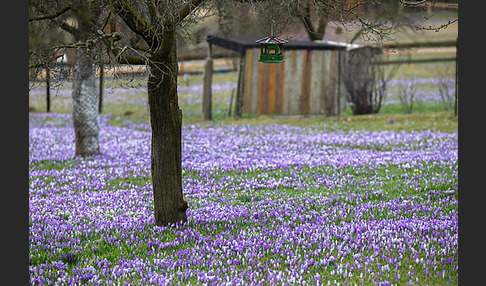 Frühlings-Safran (Crocus vernus)