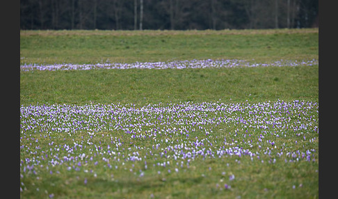 Frühlings-Safran (Crocus vernus)