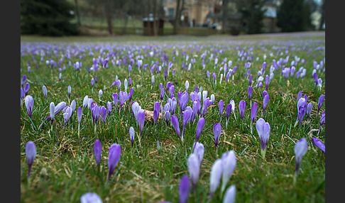 Frühlings-Safran (Crocus vernus)