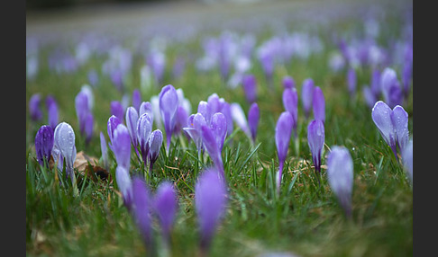 Frühlings-Safran (Crocus vernus)