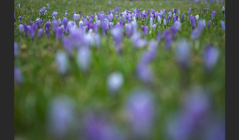 Frühlings-Safran (Crocus vernus)