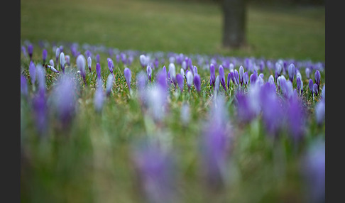 Frühlings-Safran (Crocus vernus)