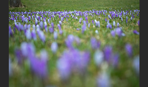 Frühlings-Safran (Crocus vernus)