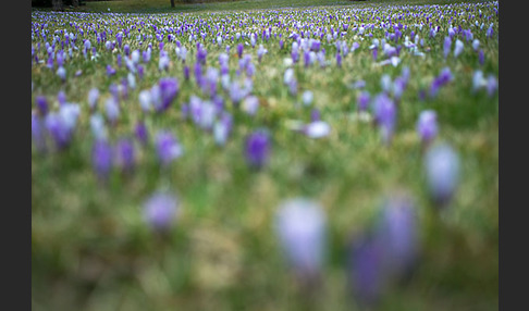 Frühlings-Safran (Crocus vernus)