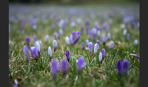 Frühlings-Safran (Crocus vernus)