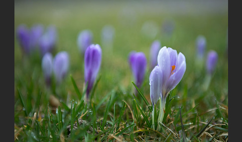 Frühlings-Safran (Crocus vernus)