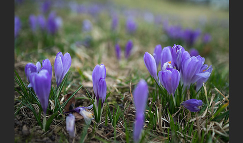 Frühlings-Safran (Crocus vernus)