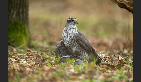 Habicht (Accipiter gentilis)