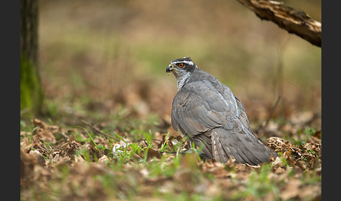 Habicht (Accipiter gentilis)