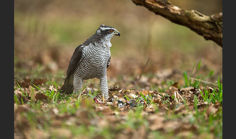 Habicht (Accipiter gentilis)