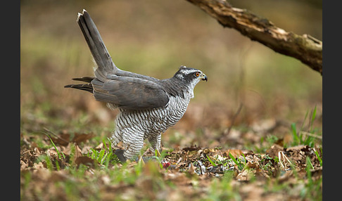 Habicht (Accipiter gentilis)