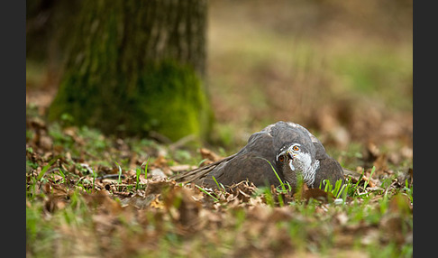 Habicht (Accipiter gentilis)