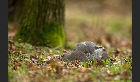 Habicht (Accipiter gentilis)