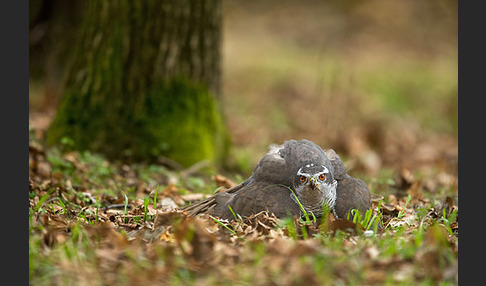 Habicht (Accipiter gentilis)