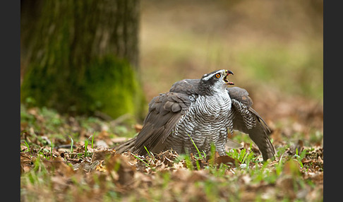 Habicht (Accipiter gentilis)