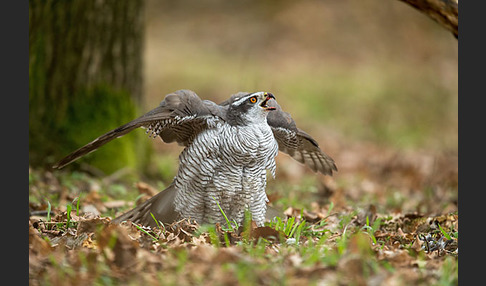 Habicht (Accipiter gentilis)