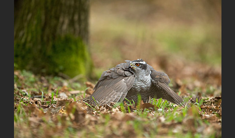 Habicht (Accipiter gentilis)