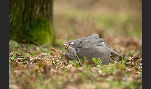 Habicht (Accipiter gentilis)