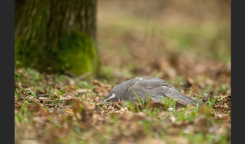 Habicht (Accipiter gentilis)