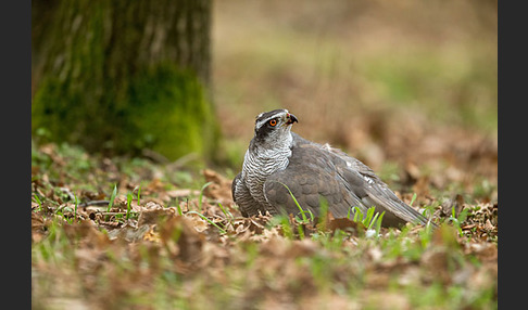 Habicht (Accipiter gentilis)