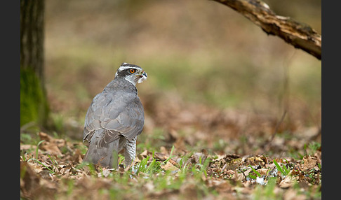 Habicht (Accipiter gentilis)