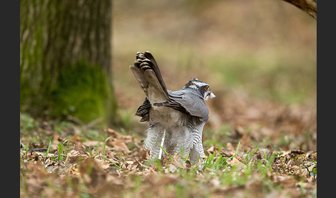 Habicht (Accipiter gentilis)