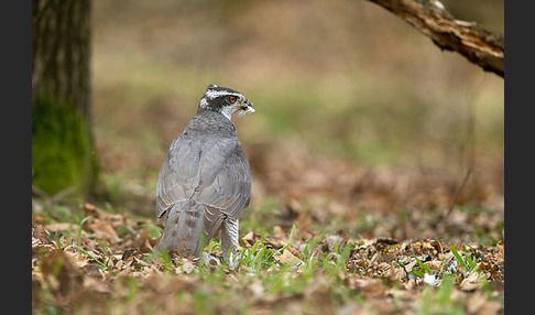 Habicht (Accipiter gentilis)