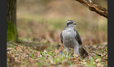 Habicht (Accipiter gentilis)