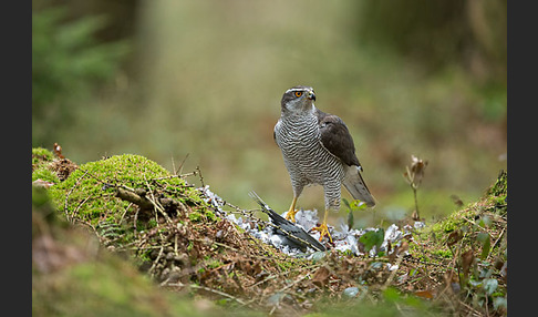 Habicht (Accipiter gentilis)