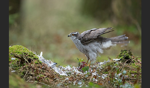 Habicht (Accipiter gentilis)