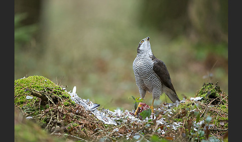 Habicht (Accipiter gentilis)