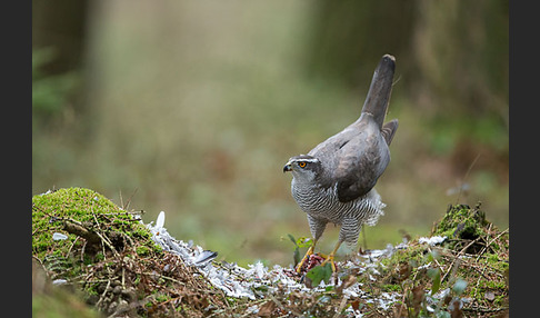 Habicht (Accipiter gentilis)