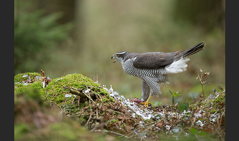 Habicht (Accipiter gentilis)