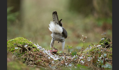 Habicht (Accipiter gentilis)