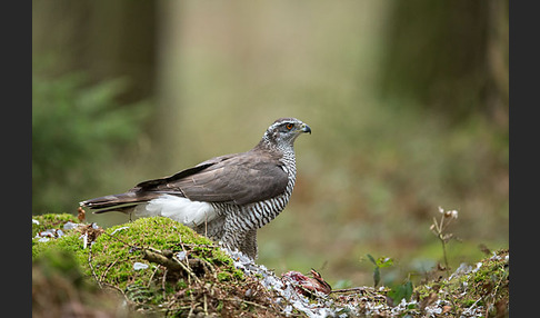 Habicht (Accipiter gentilis)