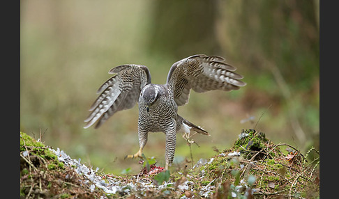 Habicht (Accipiter gentilis)