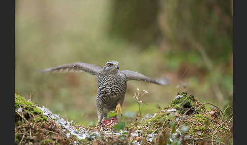 Habicht (Accipiter gentilis)