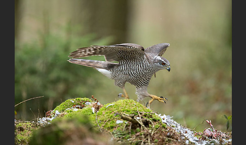 Habicht (Accipiter gentilis)