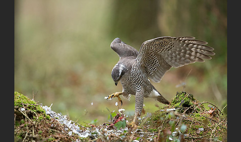 Habicht (Accipiter gentilis)