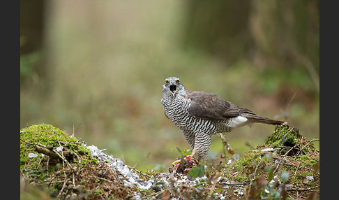 Habicht (Accipiter gentilis)