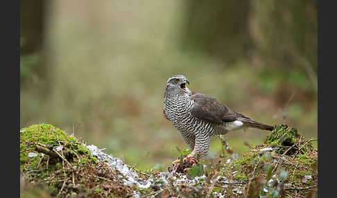 Habicht (Accipiter gentilis)