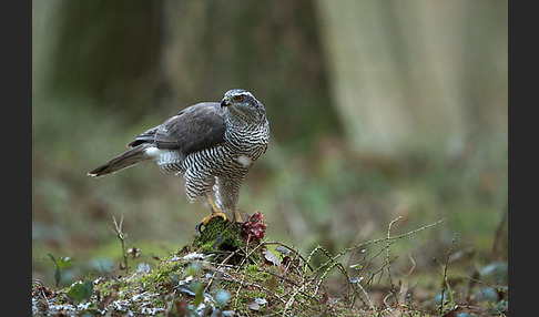 Habicht (Accipiter gentilis)