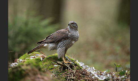 Habicht (Accipiter gentilis)