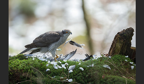 Habicht (Accipiter gentilis)