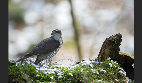 Habicht (Accipiter gentilis)