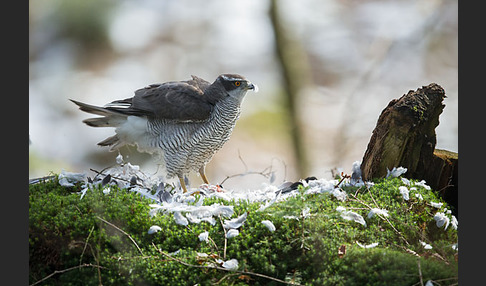 Habicht (Accipiter gentilis)