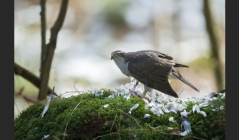 Habicht (Accipiter gentilis)