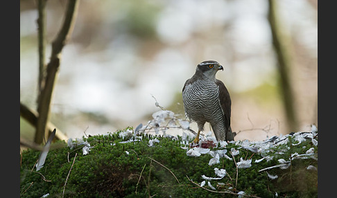 Habicht (Accipiter gentilis)