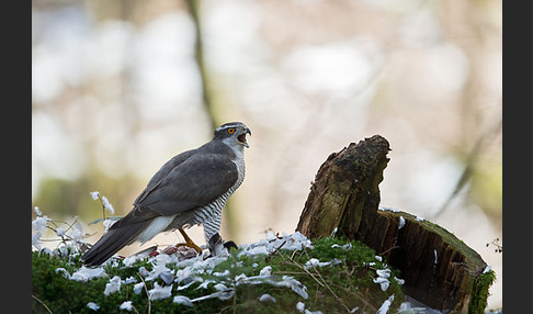 Habicht (Accipiter gentilis)