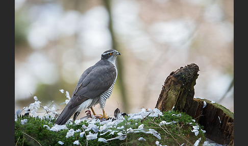 Habicht (Accipiter gentilis)